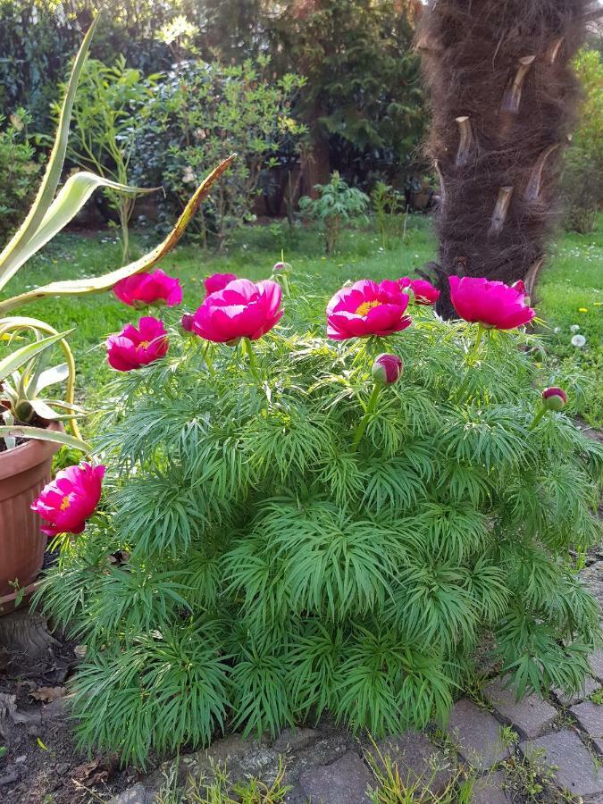 غالاّراتي B&B Gloria المظهر الخارجي الصورة